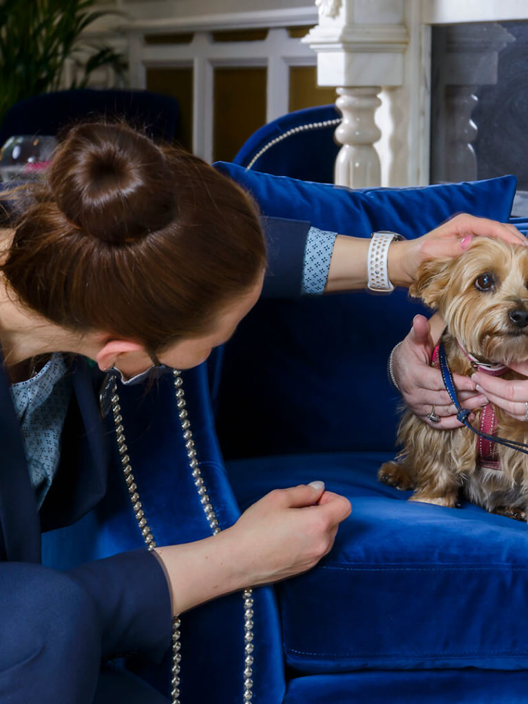 Dog Friendly Room Pet Friendly Hotel Dromhall Hotel Killarney dog-friendly-room-pet-friendly-hotel-dromhall-hotel-killarney